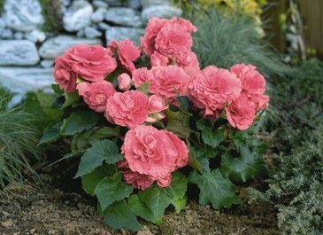 Бегония клубневая махровая (Begonia tuberhybrida)