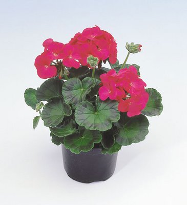 Герань (пеларгония садовая) (Pelargonium x hortorum)