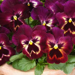 Виола виттрока (Viola wittrockiana) Виола виттрока (Viola wittrockiana)