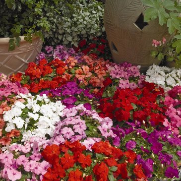 Бальзамин Уоллера (Impatiens walleriana)