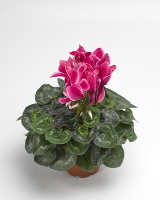 Цикламен персидский (Cyclamen persicum)