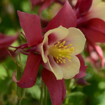 Аквилегия гибридная (Aquilegia hybrida)