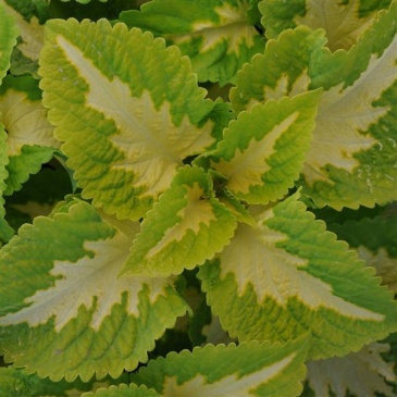 Колеус гибридный (Coleus х hybrida) Колеус гибридный (Coleus х hybrida)