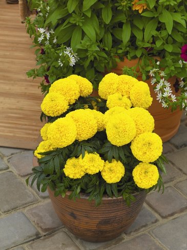 Бархатцы прямостоячие (Tagetes erecta)