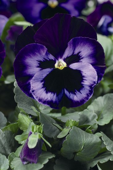 Виола Виттрока (Viola wittrockiana) Виола Виттрока (Viola wittrockiana)