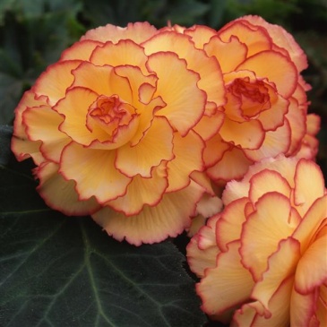 Бегония клубневая махровая (Begonia tuberhybrida)