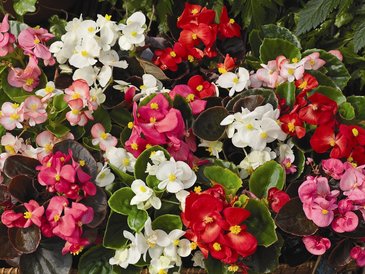Бегония вечноцветущая (зеленая и бронзовая листва) (Begonia semperflorens)