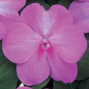 Бальзамин Уоллера (Impatiens walleriana) Бальзамин Уоллера (Impatiens walleriana)
