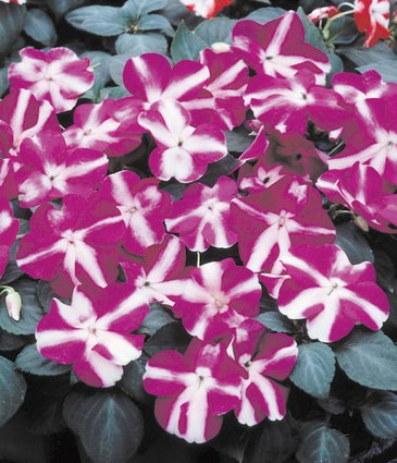 Бальзамин Уоллера (Impatiens walleriana) Бальзамин Уоллера (Impatiens walleriana)