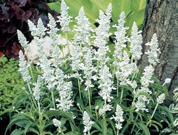 Шалфей мучнистый (Salvia farinacea)