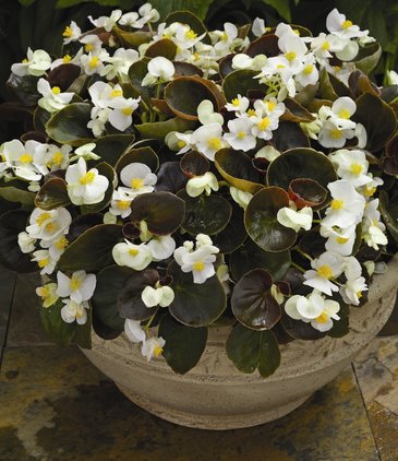 Бегония вечноцветущая (бронзовая листва) (Begonia semperflorens)