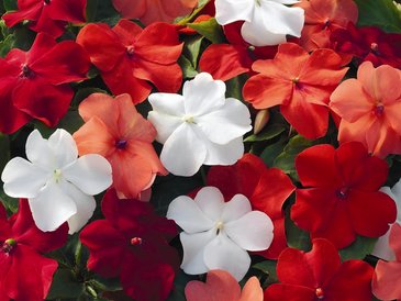 Бальзамин Уоллера (Impatiens walleriana)
