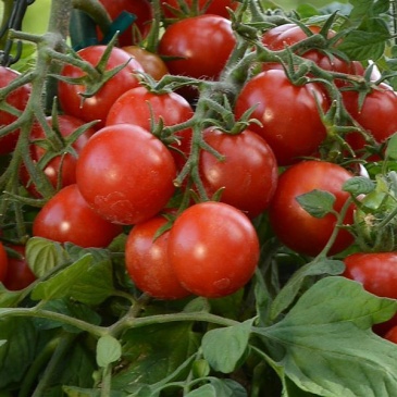 Томат (Lycopersicon esculentum) Томат (Lycopersicon esculentum)