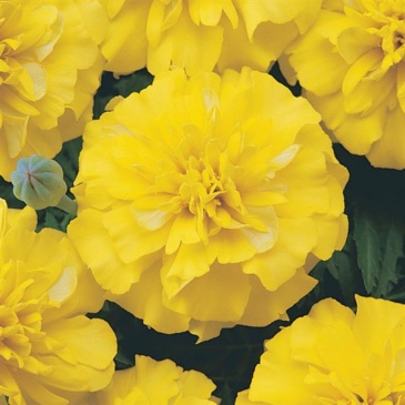 Бархатцы отклоненные (Tagetes patula) Бархатцы отклоненные (Tagetes patula)