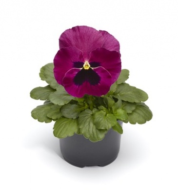 Виола Виттрока (Viola wittrockiana) Виола Виттрока (Viola wittrockiana)