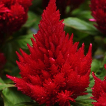 Целозия метельчатая (Celosia plumosa) Целозия метельчатая (Celosia plumosa)