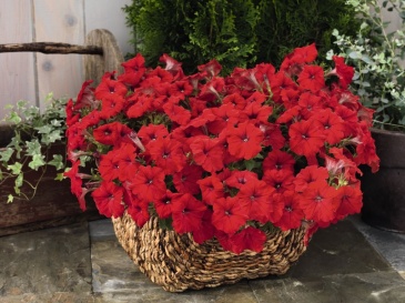 Петуния ампельная гибридная (Petunia х hybrida)