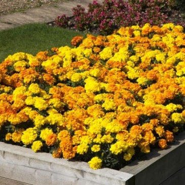 Бархатцы триплоидные (Tagetes patula x erecta) Бархатцы триплоидные (Tagetes patula x erecta)