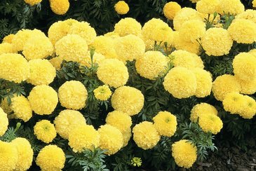 Бархатцы прямостоячие (Tagetes erecta)