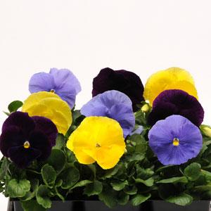 Виола виттрока (Viola wittrockiana) Виола виттрока (Viola wittrockiana)