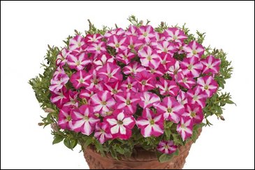 Петуния ампельная гибридная (Petunia x hybrida)