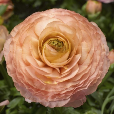 Лютик азиатский (Ranunculus asiaticus)