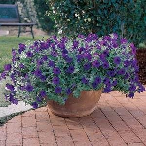 Петуния ампельная гибридная (Petunia х hybrida)