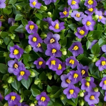 Экзакум (Exacum affine) Экзакум (Exacum affine)
