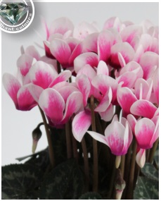 Цикламен персидский (Cyclamen persicum) Цикламен персидский (Cyclamen persicum)