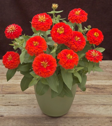 Цинния изящная (Zinnia elegans) Цинния изящная (Zinnia elegans)
