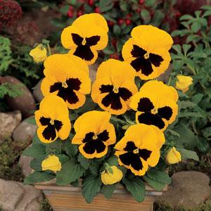 Виола виттрока (Viola wittrockiana) Виола виттрока (Viola wittrockiana)