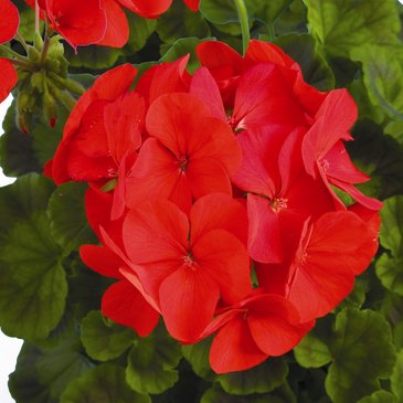Герань (пеларгония садовая) (Pelargonium x hortorum)