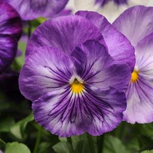 Виола виттрока (Viola wittrockiana) Виола виттрока (Viola wittrockiana)
