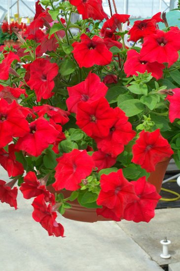 Петуния ампельная гибридная (Petunia х hybrida)