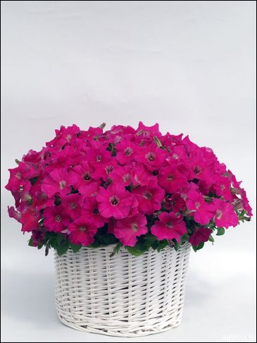 Петуния ампельная гибридная (Petunia x hybrida)