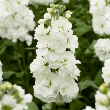Левкой седой (Matthiola incana)