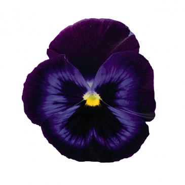 Виола виттрока (Viola wittrockiana) Виола виттрока (Viola wittrockiana)