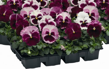 Виола Виттрока (Viola wittrockiana)