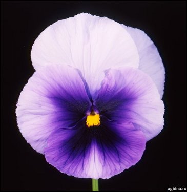 Виола Виттрока (Viola wittrockiana)