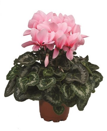 Цикламен персидский (Cyclamen persicum)