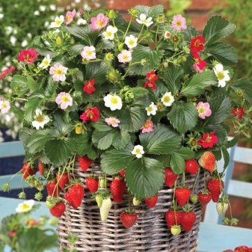 Земляника ананасная (Fragaria ananassa) Земляника ананасная (Fragaria ananassa)