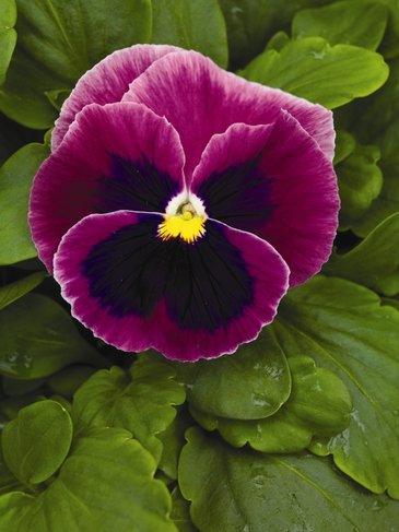 Виола Виттрока (Viola wittrockiana) Виола Виттрока (Viola wittrockiana)
