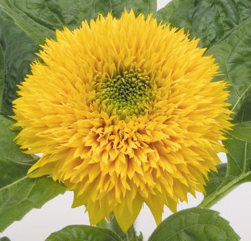 Подсолнечник летний (Helianthus annuus)