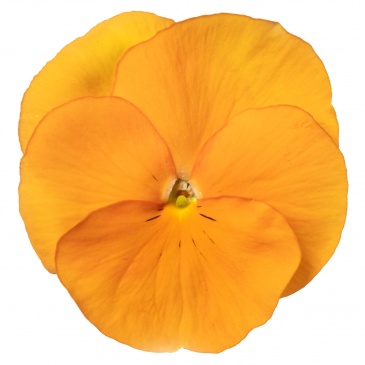 Виола Виттрока (Viola wittrockiana) Виола Виттрока (Viola wittrockiana)