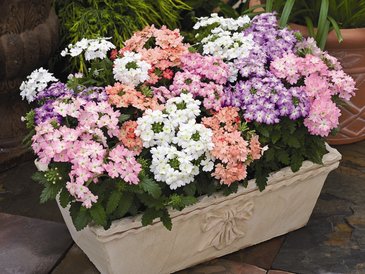 Вербена гибридная (Verbena hybrida)