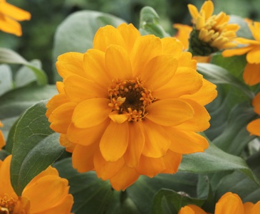 Цинния изящная (Zinnia elegans) Цинния изящная (Zinnia elegans)