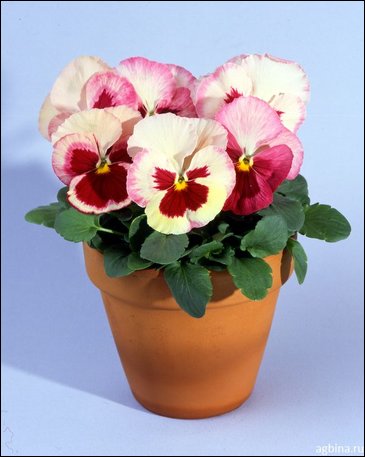 Виола Виттрока (Viola wittrockiana)