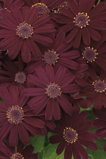 Цинерария гибридная (Pericallis cruenta)