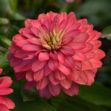 Цинния мариландская (Zinnia marylandica) Цинния мариландская (Zinnia marylandica)