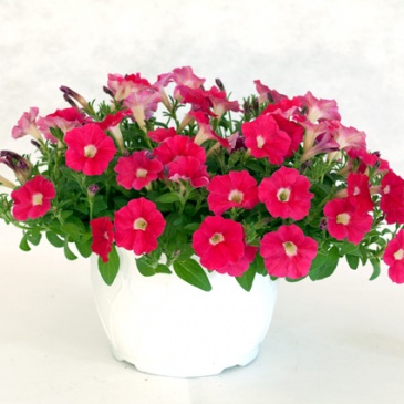 Петуния ампельная гибридная (Petunia x hybrida)